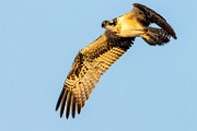 Sea of Cortez Workshop  Osprey : Osprey