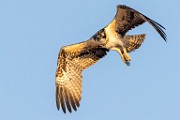 Sea of Cortez Workshop  Osprey : Osprey