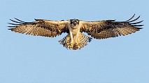 Sea of Cortez Workshop  Osprey : Osprey