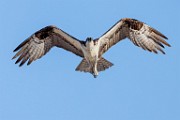 Sea of Cortez Workshop  Osprey : Osprey