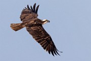 Sea of Cortez Workshop  Osprey : Osprey