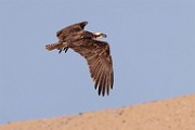 Sea of Cortez Workshop  Osprey : Osprey