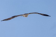 Sea of Cortez Workshop  Osprey : Osprey