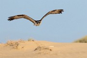 Sea of Cortez Workshop  Osprey : Osprey