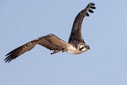Sea of Cortez Workshop  Osprey : Osprey