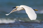 Sea of Cortez Workshop  Snowy Egret : Snowy Egret
