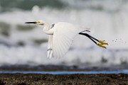 Sea of Cortez Workshop  Snowy Egret : Snowy Egret