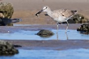 Sea of Cortez Workshop 40