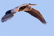 Sea of Cortez Workshop  Great Bule Heron : Great Bule Heron