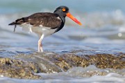 Sea of Cortez Workshop  American Oyster Catcher : American Oyster Catcher