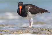 Sea of Cortez Workshop  American Oyster Catcher : American Oyster Catcher