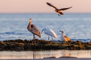 Sea of Cortez  Great Blue Heron : Great Blue Heron