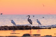 Sea of Cortez  Great Blue Heron : Great Blue Heron