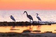 Sea of Cortez  Great Blue Heron : Great Blue Heron