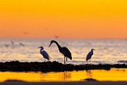 Sea of Cortez  Great Blue Heron : Great Blue Heron