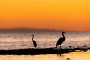 Sea of Cortez  Great Blue Heron : Great Blue Heron