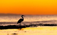Sea of Cortez  Great Blue Heron : Great Blue Heron