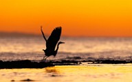 Sea of Cortez  Great Blue Heron : Great Blue Heron