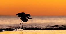 Sea of Cortez  Great Blue Heron : Great Blue Heron