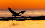 Sea of Cortez  Great Blue Heron : Great Blue Heron