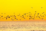 Sea of Cortez