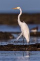 Sea of Cortez  Great Egret : Great Egret