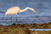 Sea of Cortez  Great Egret : Great Egret