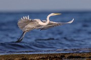 Sea of Cortez  Great Egret : Great Egret