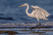 Sea of Cortez  Great Egret : Great Egret