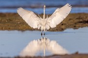 Sea of Cortez  Snowy Egret : Snowy Egret