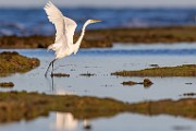 Sea of Cortez  Great Egret : Great Egret