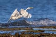 Sea of Cortez  Great Egret : Great Egret