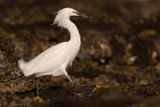 Sea of Cortez  Snowy Egret : Snowy Egret