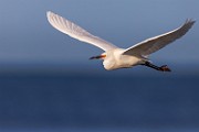 Sea of Cortez  Snowy Egret : Snowy Egret