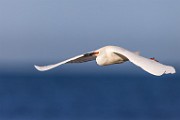 Sea of Cortez  Snowy Egret : Snowy Egret
