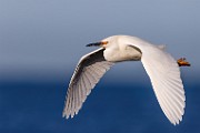 Sea of Cortez  Snowy Egret : Snowy Egret