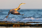Sea of Cortez  Great Blue Heron : Great Blue Heron