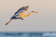 Sea of Cortez  Great Blue Heron : Great Blue Heron
