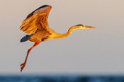 Sea of Cortez  Great Blue Heron : Great Blue Heron