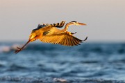 Sea of Cortez  Great Blue Heron : Great Blue Heron