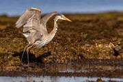 Sea of Cortez  Great Blue Heron : Great Blue Heron