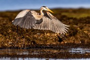 Sea of Cortez  Great Blue Heron : Great Blue Heron