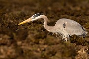 Sea of Cortez  Great Blue Heron : Great Blue Heron