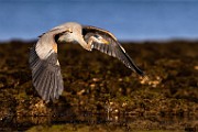 Sea of Cortez  Great Blue Heron : Great Blue Heron