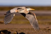Sea of Cortez  Great Blue Heron : Great Blue Heron