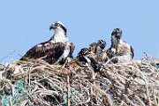 Sea of Cortez  Osprey : Osprey