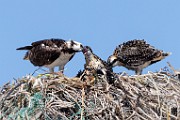 Sea of Cortez  Osprey : Osprey