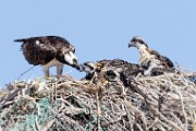 Sea of Cortez  Osprey : Osprey