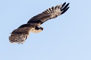 Sea of Cortez  Osprey : Osprey