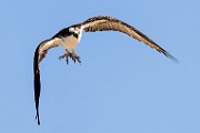 Sea of Cortez  Osprey : Osprey